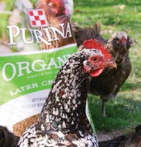 Speckled Susex Hen